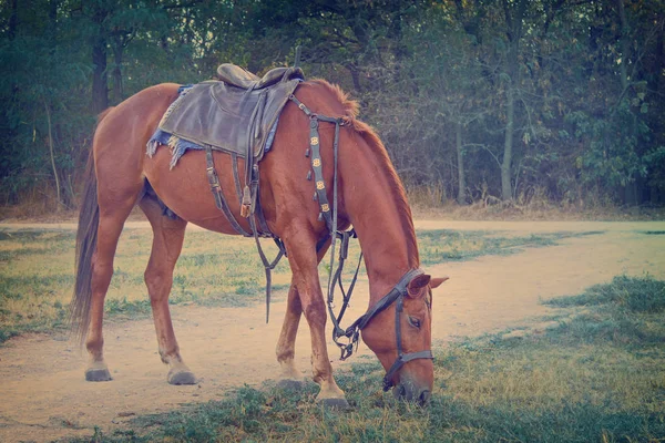 Pascolo Sellato Cavallo Rosso Primo Piano Nella Lavorazione Vintage — Foto Stock