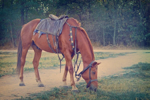 Pâturage Cheval Rouge Sellé Gros Plan Dans Transformation Vintage — Photo