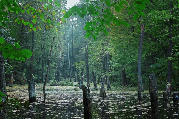 gloomy forest landscape in cool colors with lake and dead trees