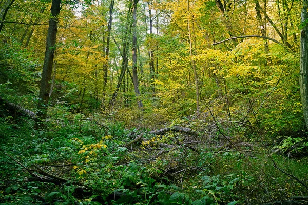 Herbstdickicht Mit Umgestürzten Bäumen — Stockfoto
