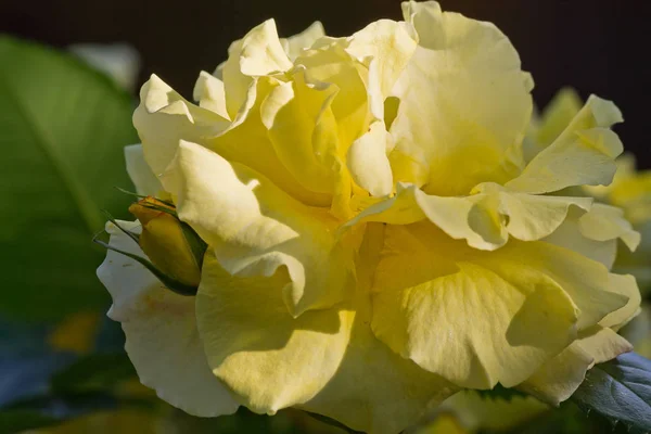 Rosa Amarela Com Botão Closeup — Fotografia de Stock