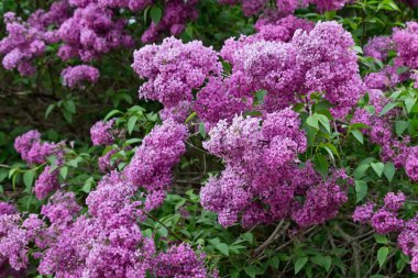 pembe Lila kümeleri ile çiçekli çalı