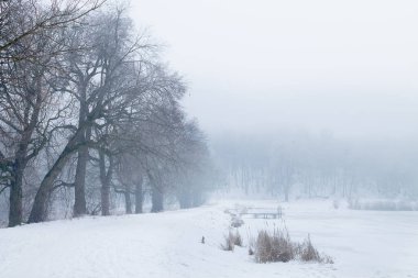 Sisli kış günü. Ağaçlar karla kaplı donmuş göl kıyısında.