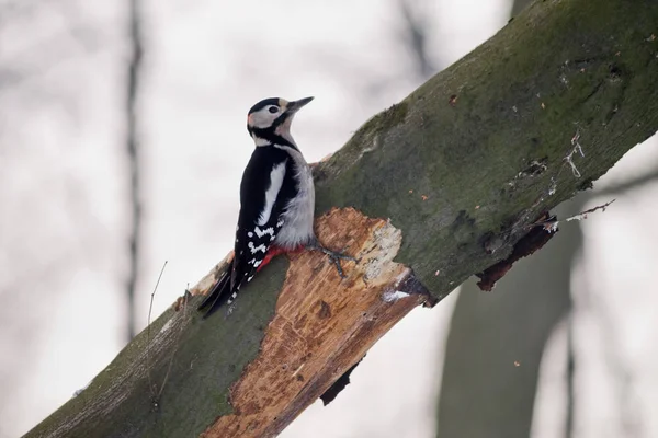 Forest Woodpecker Closeup Sitting Rotten Tree Trunk — Stock Photo, Image