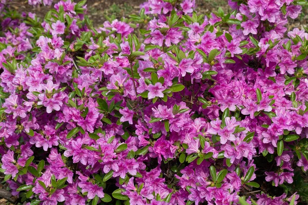 盛开的杜鹃花灌木点缀着粉红色的花朵 — 图库照片