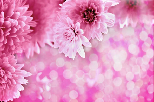 粉红色模糊背景与散景和粉红色菊花 — 图库照片