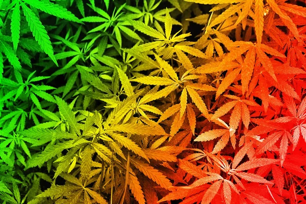 Sfondo Rosso Giallo Verde Con Marijuana Vicino — Foto Stock