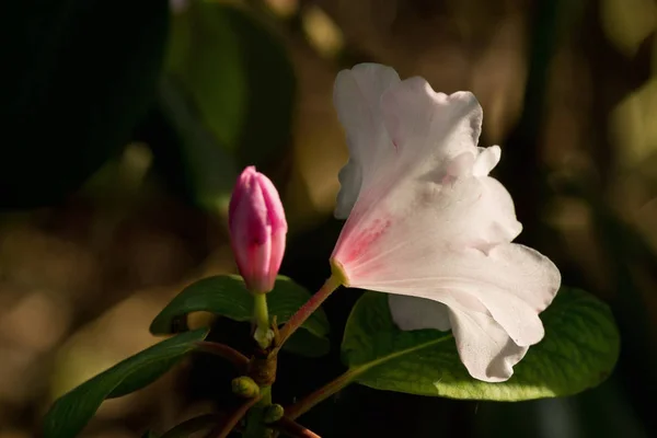 Beyaz Ormangülü Çiçek Closeup Güneş Tarafından Aydınlatılmış — Stok fotoğraf