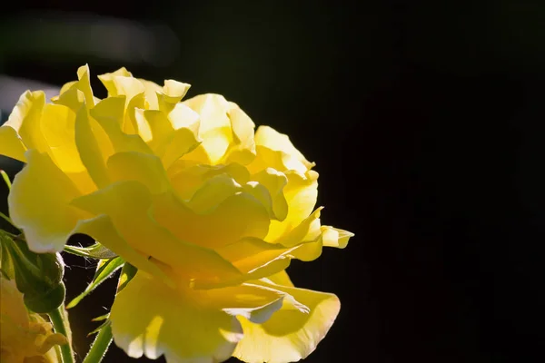 Gelbe Rose Auf Schwarzem Hintergrund Nahaufnahme — Stockfoto