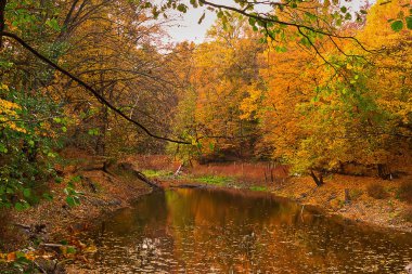 orman gölü ve portakal ağaçları ile sonbahar manzara