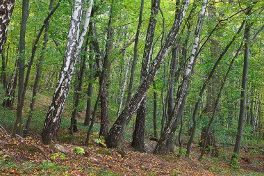 Birch Grove erken sonbaharda manzara