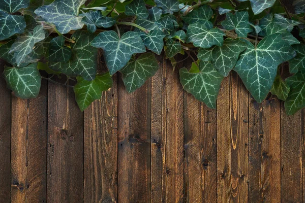 Dřevěný Plot Pozadí Zeleným Břečťanem Nahoře — Stock fotografie