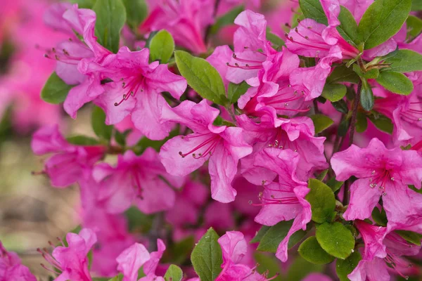 Sıcak Pembe Ormangülü Çiçek Closeup Yeşil Bir Arka Plan Üzerinde — Stok fotoğraf