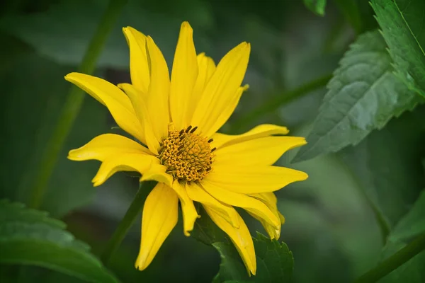 一朵黄色的花 Helopsis 特写镜头绿色 — 图库照片