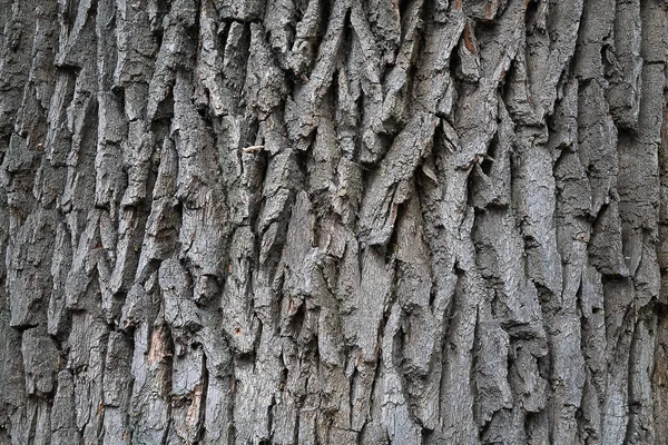 Tekstury Szary Tło Zbliżenie Kory Drzewa — Zdjęcie stockowe