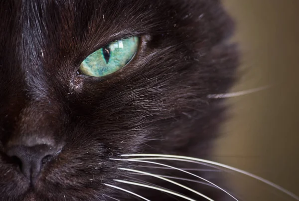 Metade Focinho Gato Preto Close — Fotografia de Stock