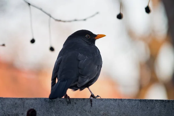 Сидящая Заборе Черная Птица — стоковое фото