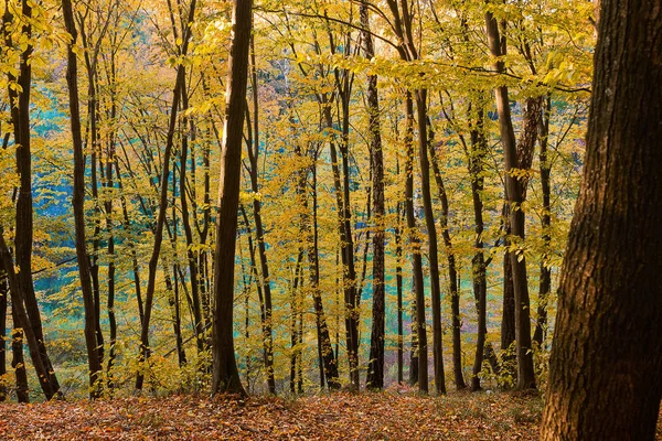 Liggande Gyllene Höst Skogen — Stockfoto