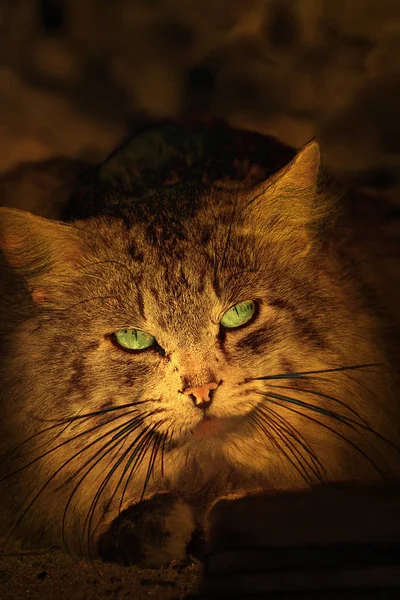 Foto Tonificada Fofo Verde Eyed Gato Closeup — Fotografia de Stock