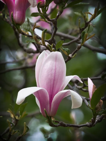 Une Fleur Magnolia Rose Sur Une Branche Gros Plan — Photo