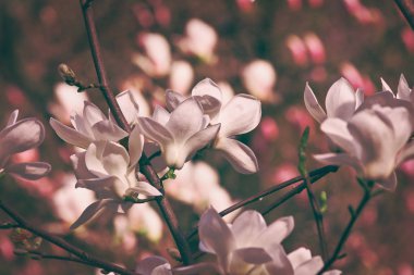 Pembe renkli görüntü çiçekli bahar bahçe beyaz Manolya closeup ile