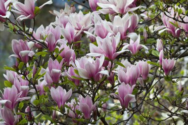 bahar bahçe çiçek Pembe Manolya closeup ile