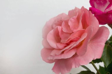  beyaz zemin üzerinde pembe gül gülümsemek