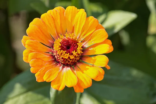 Amarelo Zinnia Close Fundo Verde — Fotografia de Stock