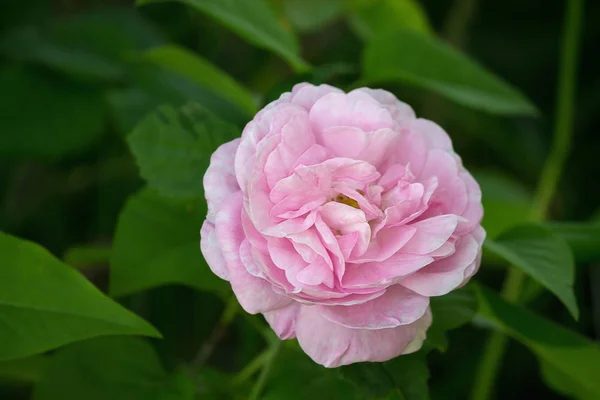 Rosa Rosada Primer Plano Arbusto — Foto de Stock