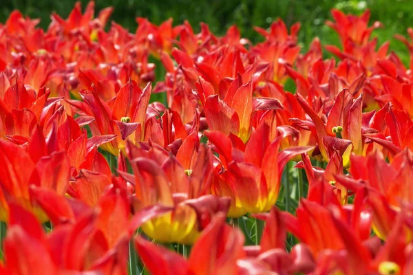 Blumenbeet Mit Orangen Tulpen Park — Stockfoto
