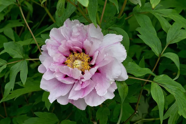 Rosa Pfingstrose Blume Aus Nächster Nähe Auf Einem Hintergrund Aus — Stockfoto