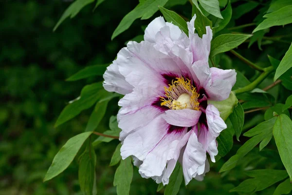 Rosa Blanco Floreciendo Peonía Arbusto Primer Plano — Foto de Stock