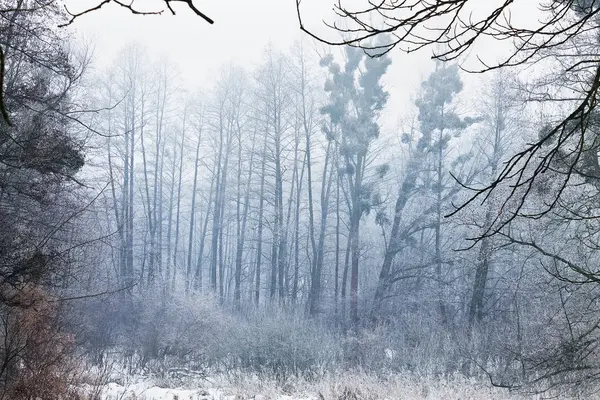 Туманный Зимний Лес Заснеженные Деревья Туманной Синей Дымке — стоковое фото