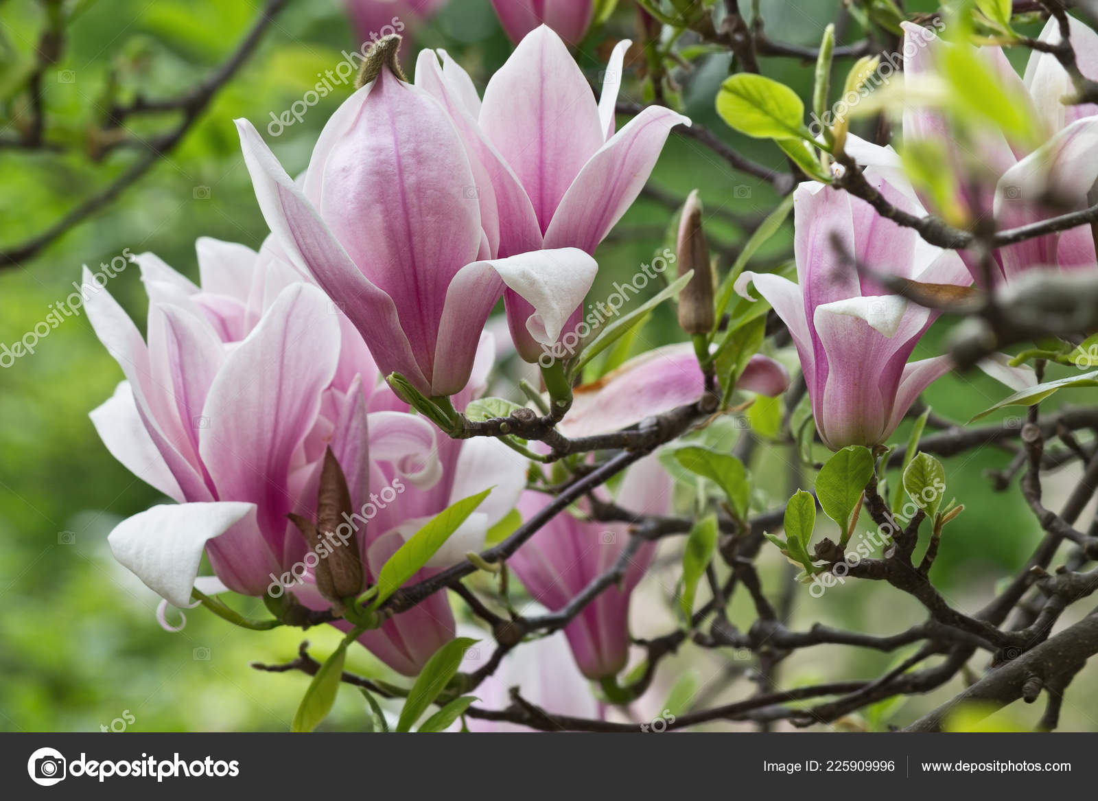 Pink Magnolia Flowers Branch Closeup Stock Photo C Tillottama 225909996