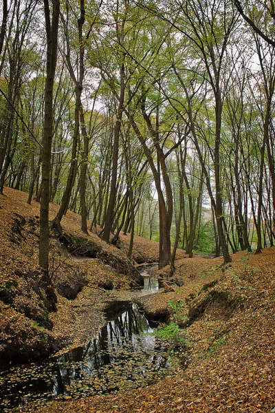 Herbstpark Den Hügeln Landschaft Mit Einem Bach Und Abgefallenen Blättern — Stockfoto