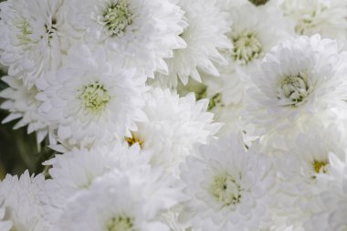 Beyaz arka plan sonbahar krizantem portre. yatay görüntü beyaz çiçek