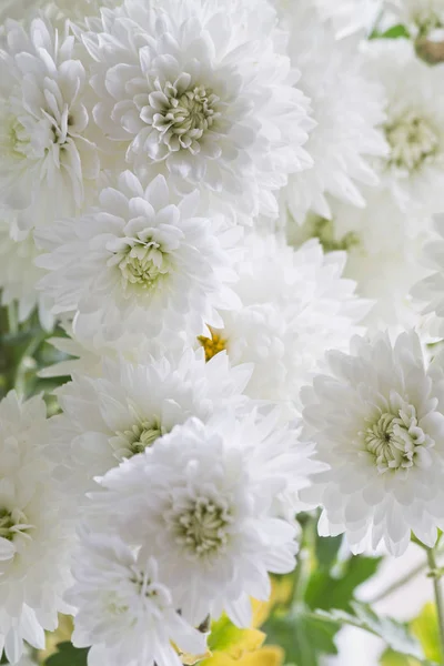 Vit Bakgrund Höstens Krysantemum Närbild Vertikal Bild Vita Blommor — Stockfoto