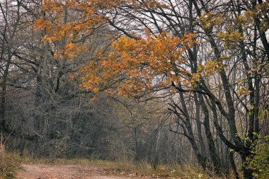 Yolun üzerinde sarı ağaçları ile çıplak sonbahar orman