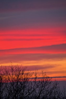 günbatımı gökyüzü ve kontrast ağaçlar, yatay, dikey