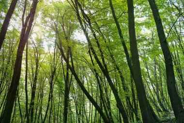 yarı saydam bir güneş ile bir ormandaki gövdeleri