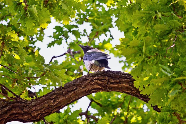 Corbeau Assis Sur Une Branche Chêne — Photo