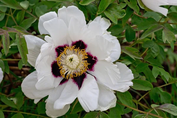 Flor Peonía Blanca Entre Hojas Verdes Primer Plano — Foto de Stock