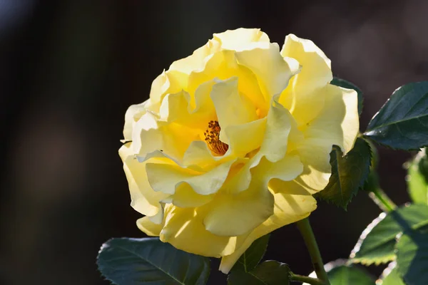 Uma Rosa Amarela Luz Sol Closeup — Fotografia de Stock