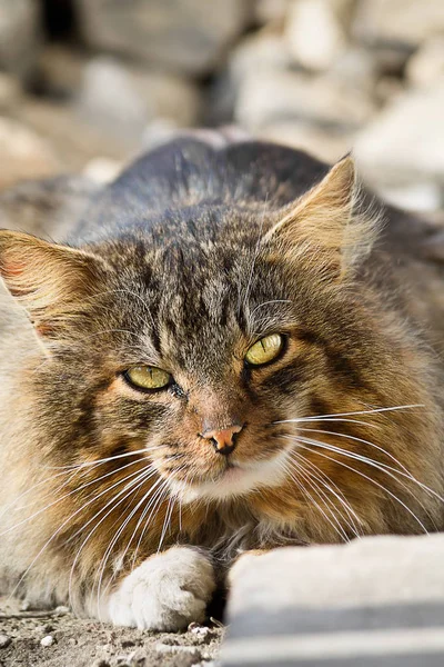 Szary Kot Ulicy Puszyste Zbliżenie Stern Patrzeć — Zdjęcie stockowe