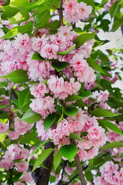 Zweig Aus Rosa Sakura Blüten Und Blättern Nahaufnahme — Stockfoto