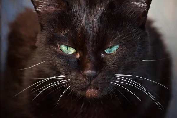 Retrato Gato Preto Olhos Verdes Closeup — Fotografia de Stock