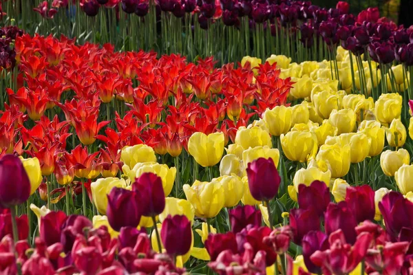 Kwietnik Czerwonych Purpurowych Żółtych Tulipanów Parku — Zdjęcie stockowe