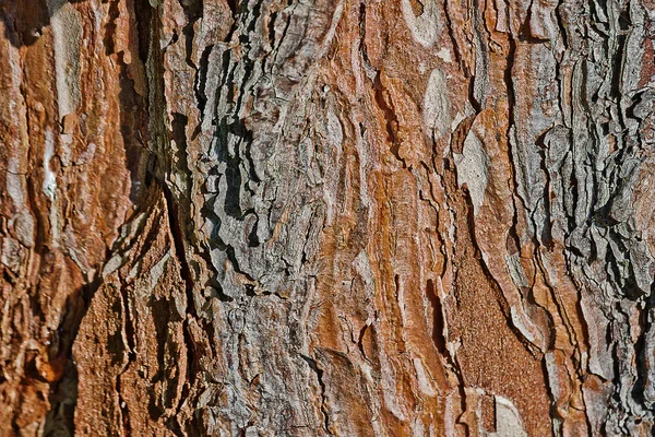 松樹皮のクローズ アップの抽象的な背景の表面 — ストック写真