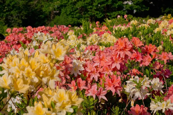 Ανθισμένα Κήπο Κίτρινες Και Ροζ Λουλούδια Του Rhododendron — Φωτογραφία Αρχείου