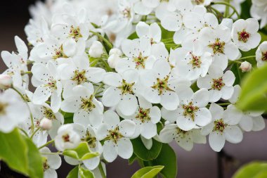 bahar çiçek açan armut. Beyaz çiçekler closeup Şubesi
